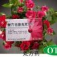 复方杏香兔耳风片